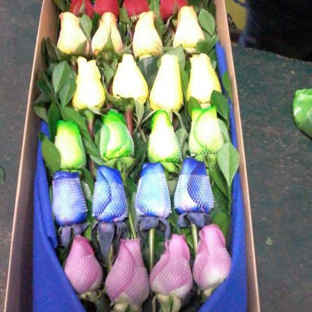 caja con 24 rosas de colores