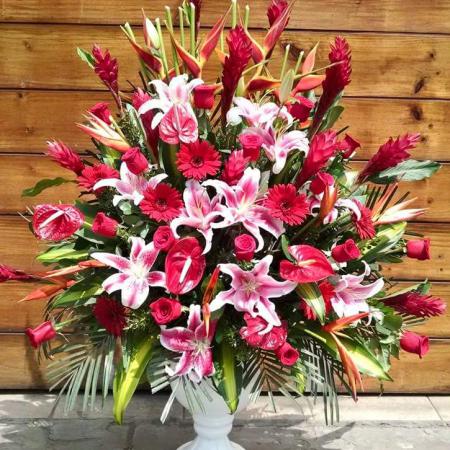 Arreglo abanicado ginger