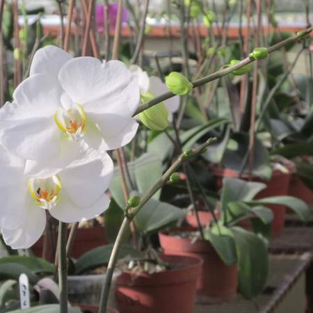 Orquideas-1