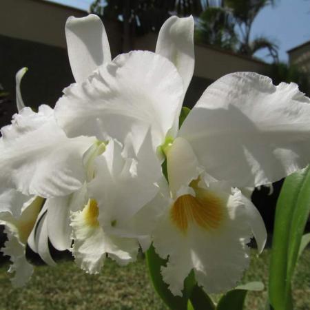 Orquideas cattleya