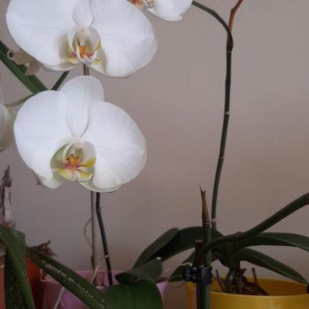 Orquídea 5
