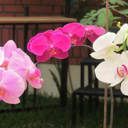 Orquídeas phalaenopsis en planta